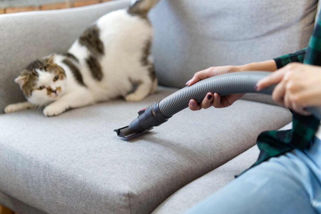 Pulire la pipì del gatto con l'aspiratore