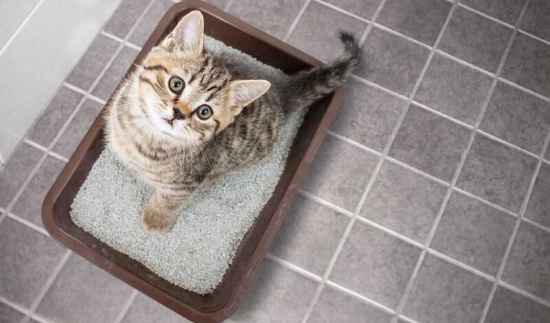 Pipì di gatto: come pulirla e rimuovere gli odori