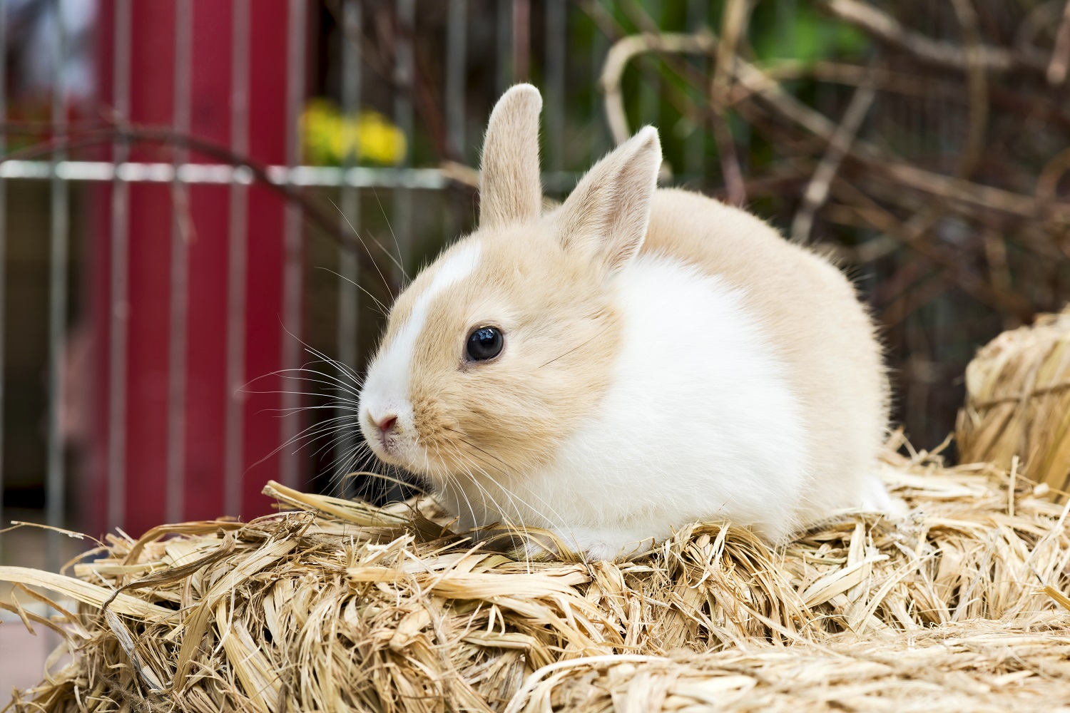 costruire recinto conigli