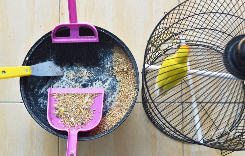 Dagli uccelli ai criceti: come pulire una gabbia per animali?