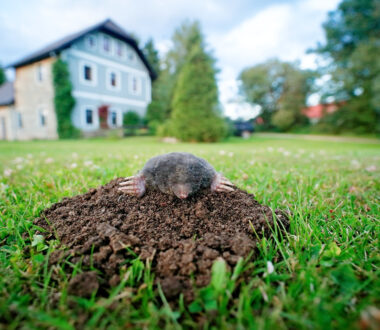 talpe in giardino come eliminarle