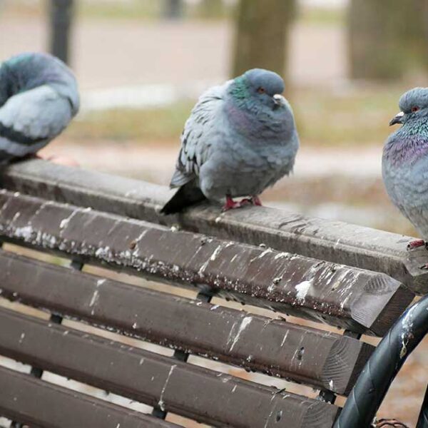 Comment nettoyer les fientes de pigeons des extérieurs et des rebords de fenêtre