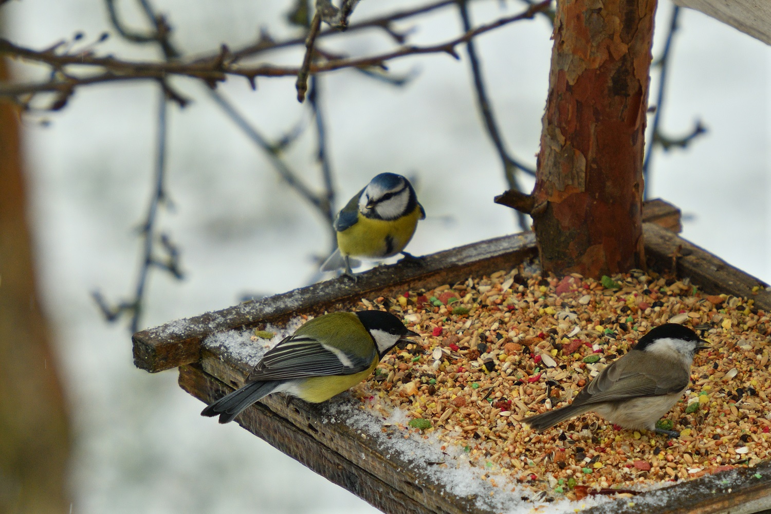 mangiatoia da esterno per uccelli