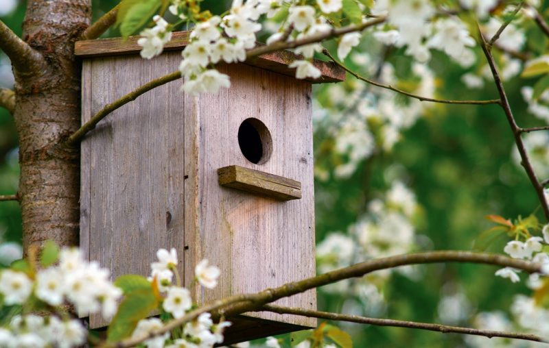 Come costruire una casetta e una mangiatoia per gli uccellini