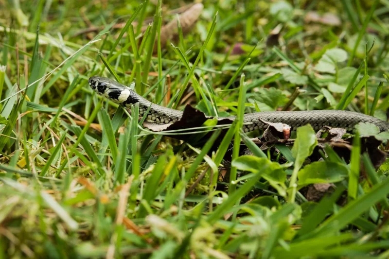 Come eliminare le bisce dal giardino e prevenirne la ricomparsa